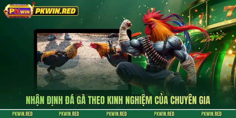 Nhận định đá gà theo kinh nghiệm của chuyên gia